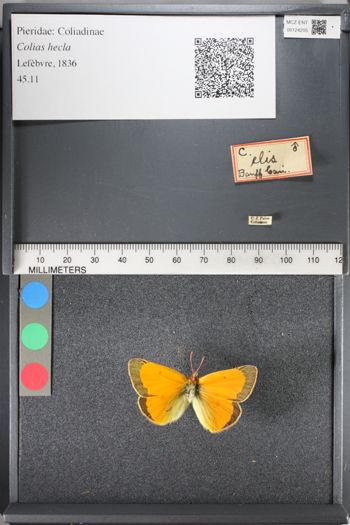 Media type: image;   Entomology 124205